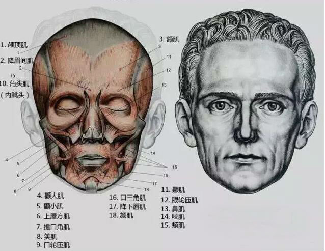 素描頭像畫法