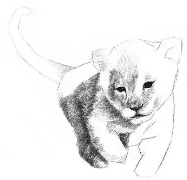 素描小獅子的繪畫技法|入門素描教程