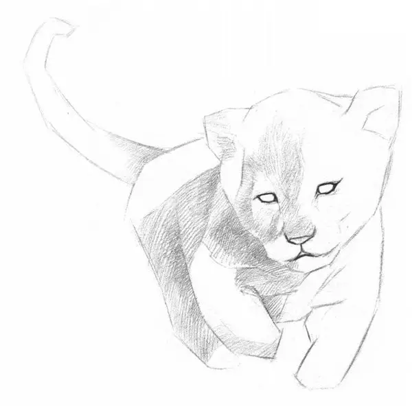 素描小獅子的繪畫技法|入門素描教程