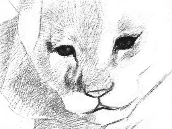 素描小獅子的繪畫技法|入門素描教程