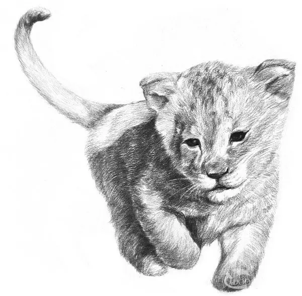 素描小獅子的繪畫技法|入門素描教程
