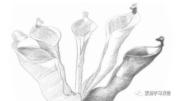 素描教程|瓶子草的繪畫技法
