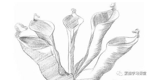素描教程|瓶子草的繪畫技法