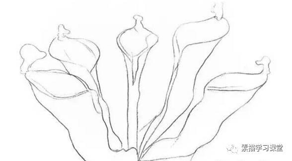 素描教程|瓶子草的繪畫技法