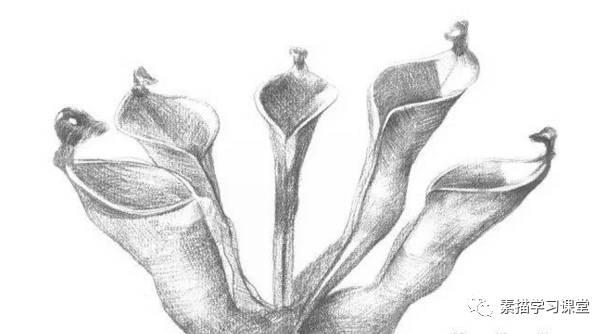 素描教程|瓶子草的繪畫技法