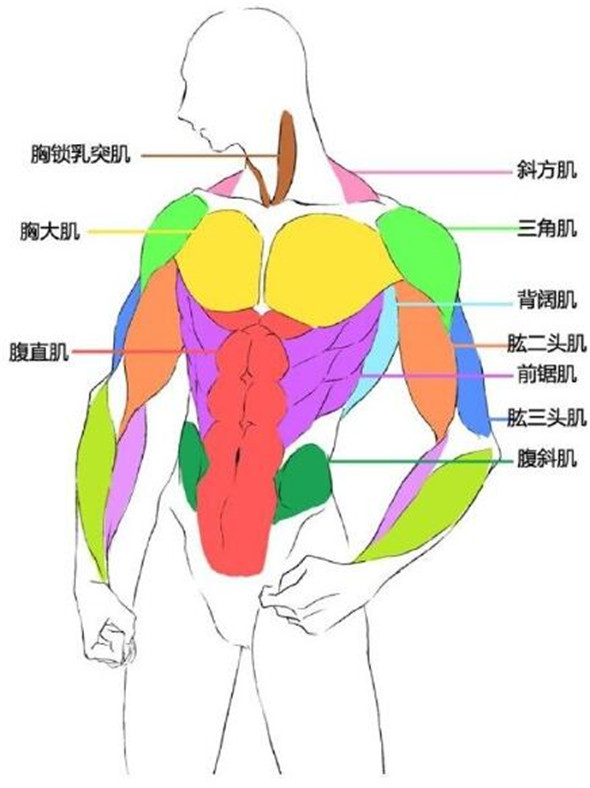 漫畫教程：人體肌肉結構素材講解具體畫法分析