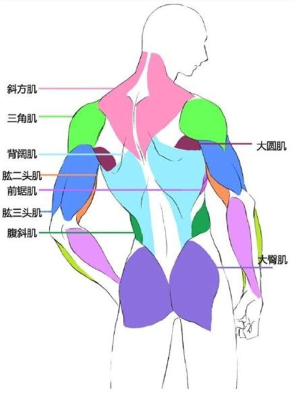 漫畫教程：人體肌肉結構素材講解具體畫法分析