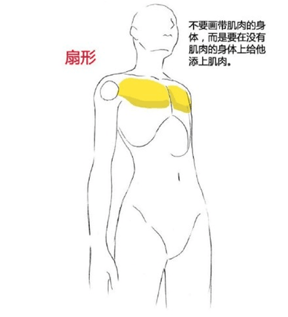 漫畫教程：人體肌肉結構素材講解具體畫法分析
