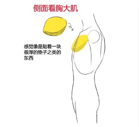 漫畫教程：人體肌肉結構素材講解具體畫法分析