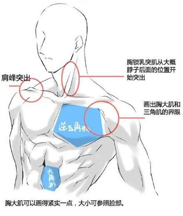 漫畫教程：人體肌肉結構素材講解具體畫法分析