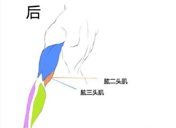 漫畫教程：人體肌肉結構素材講解具體畫法分析