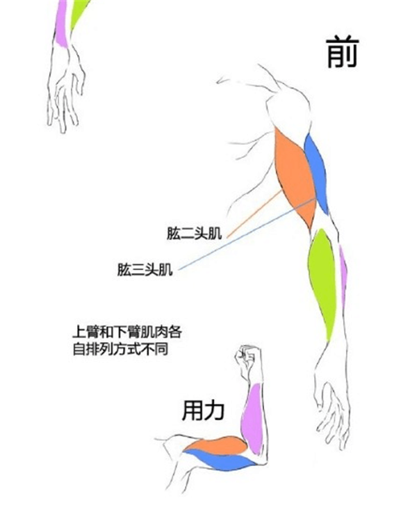 漫畫教程：人體肌肉結構素材講解具體畫法分析