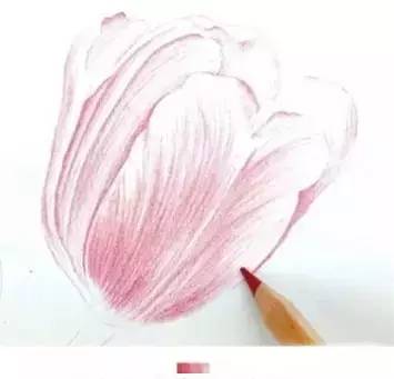 郁金香繪畫步驟彩鉛插畫教程