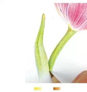 郁金香繪畫步驟彩鉛插畫教程
